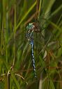 lance-tipped_darner5684