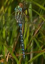 lance-tipped_darner683