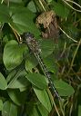 swamp_darner2171