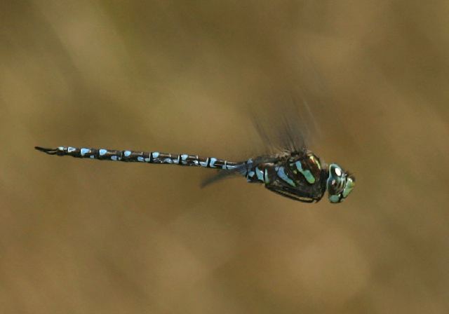 Aeshna canadensis Aeshnidae