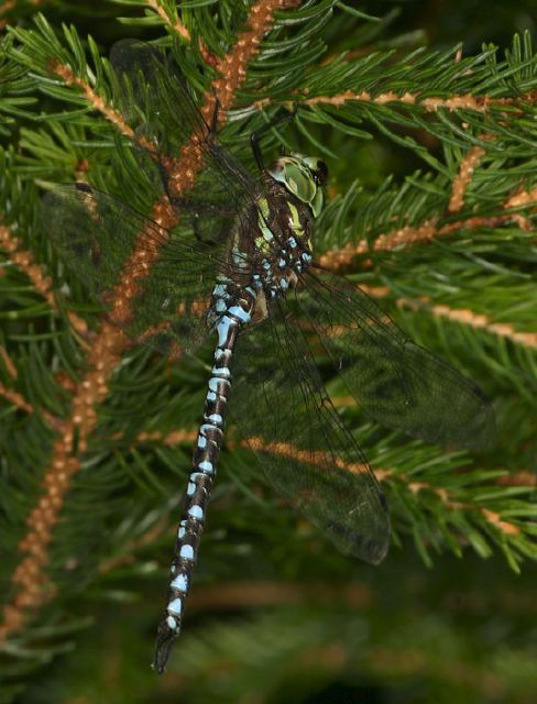 Aeshna verticalis Aeshnidae