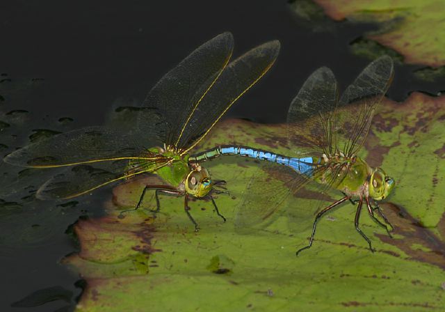 Anax junius Aeshnidae