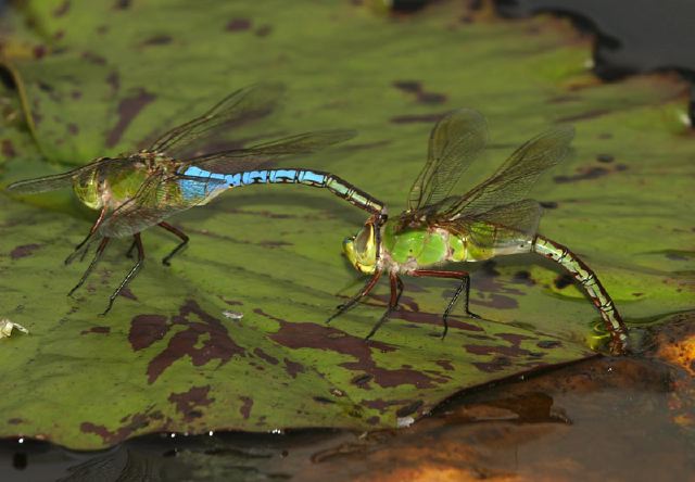 Anax junius Aeshnidae