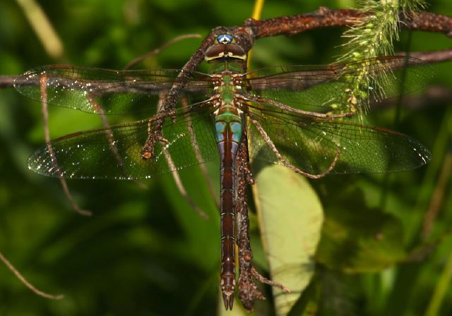 Anax junius Aeshnidae