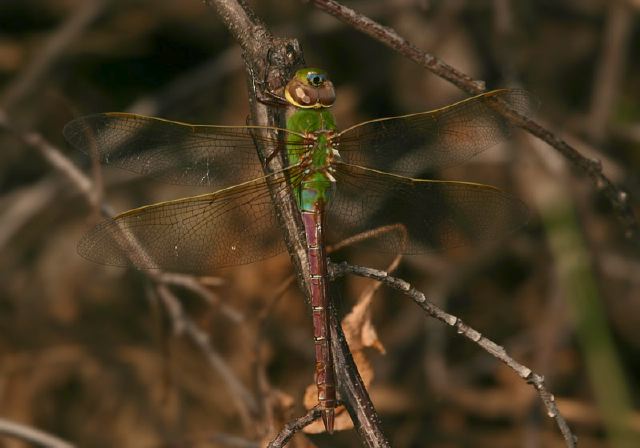 Anax junius Aeshnidae