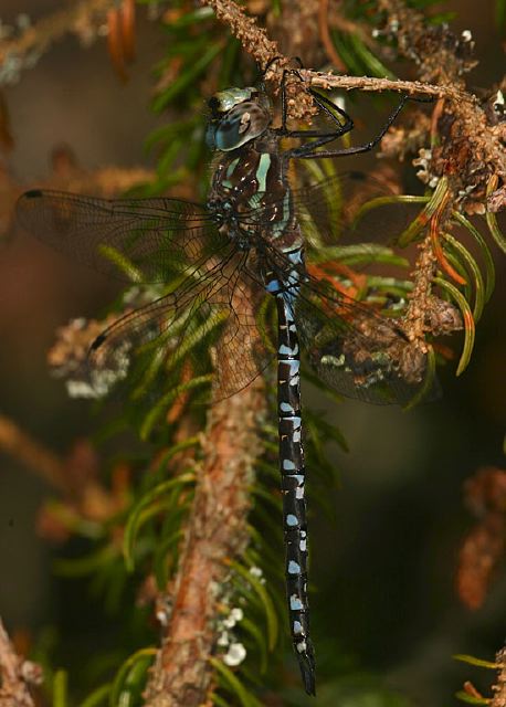 Aeshna verticalis Aeshnidae