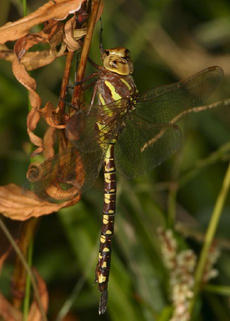 Aeshna constricta Aeshnidae