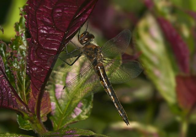 Epitheca cynosura Corduliidae