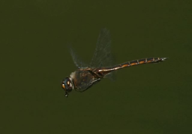 Epitheca cynosura Corduliidae