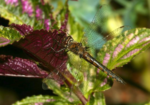 Epitheca cynosura Corduliidae