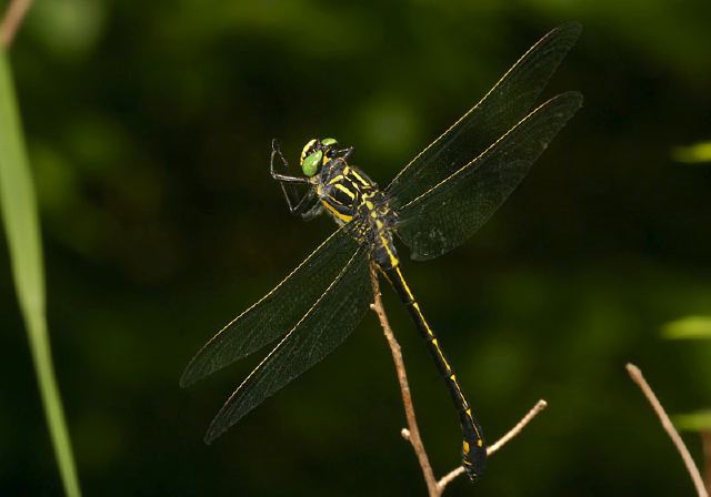 Hagenius brevistylus Gomphidae