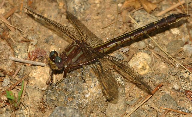 Gomphus lividus Gomphidae