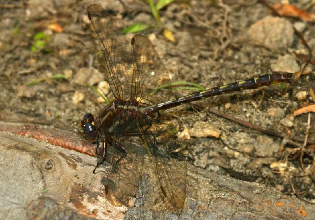 Gomphus lividus Gomphidae