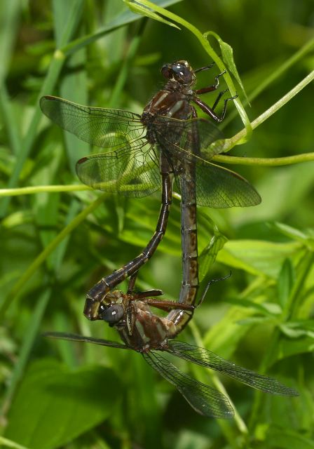 Gomphus lividus Gomphidae