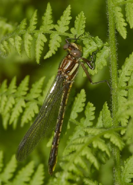 Gomphus exilis Gomphidae