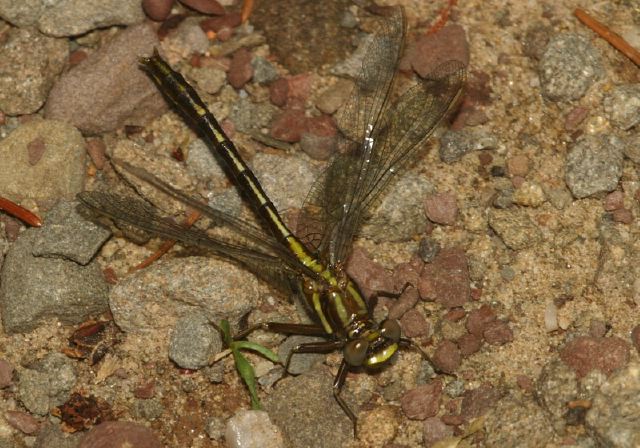 Gomphus exilis Gomphidae