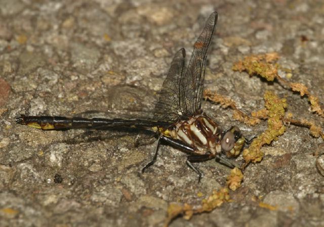 Gomphus exilis Gomphidae