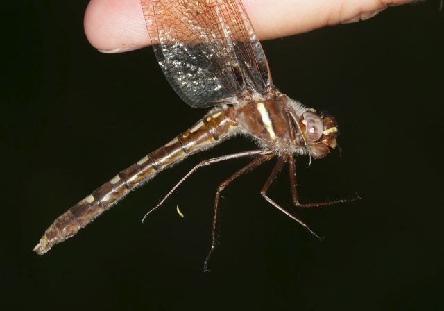 Macromia illinoiensis Macromiidae