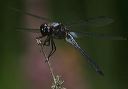 bar-winged_skimmer134