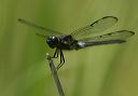 bar-winged_skimmer271