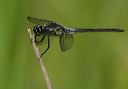 bar-winged_skimmer273