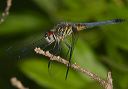 blue_dasher120