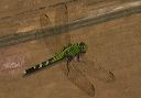 common_pondhawk002