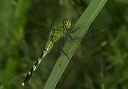 common_pondhawk087