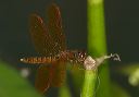 eastern_amberwing104