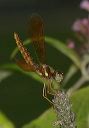 eastern_amberwing2087