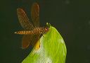 eastern_amberwing907