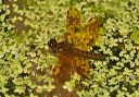 eastern_amberwing922