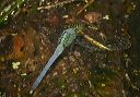 eastern_pondhawk932