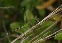eastern_pondhawk_9334