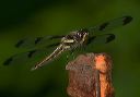 twelve-spotted_skimmer863