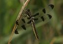 twelve-spotted_skimmer9329