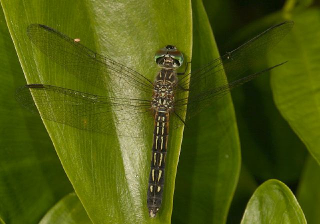 Pachydiplax longipennis Libellulidae