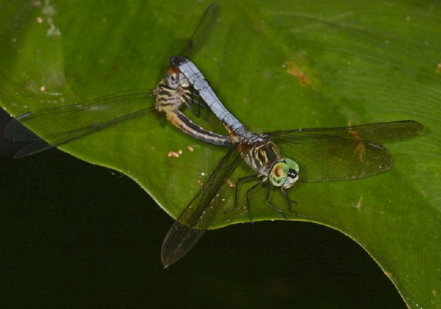 Pachydiplax longipennis Libellulidae