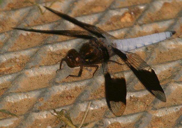 Libellula lydia Libellulidae