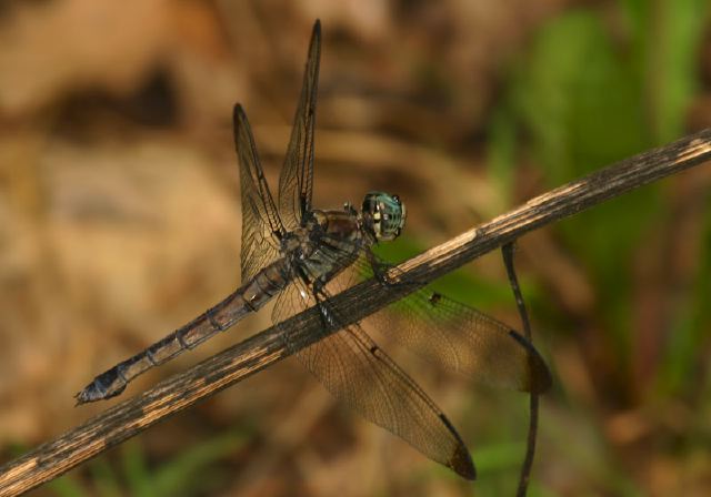 Libellula vibrans Libellulidae