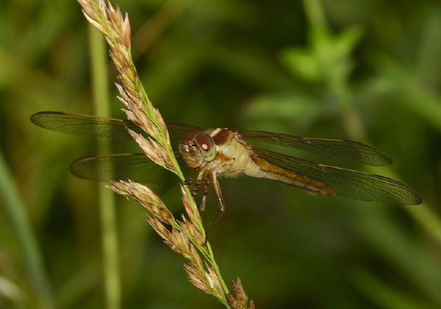 Libellula needhami Libellulidae