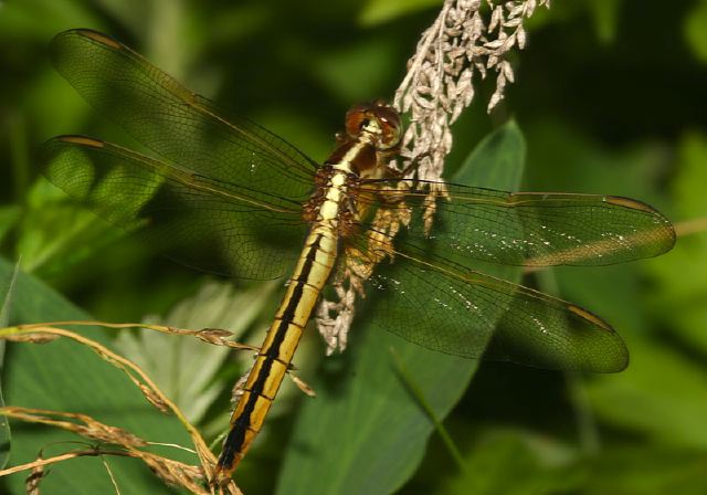 Libellula needhami Libellulidae