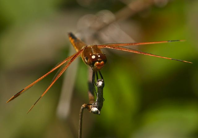 Libellula semifasciata Libellulidae