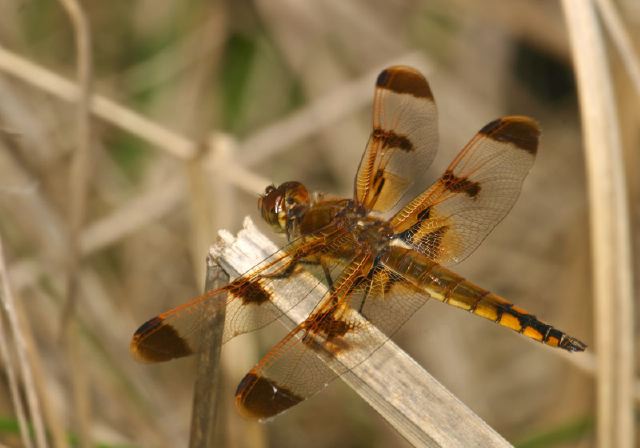 Libellula semifasciata Libellulidae