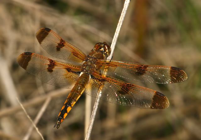 Libellula semifasciata Libellulidae