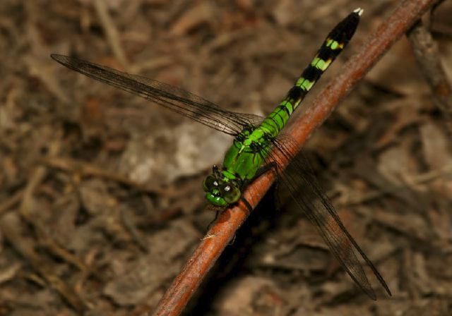 Erythemis simplicicollis Libellulidae