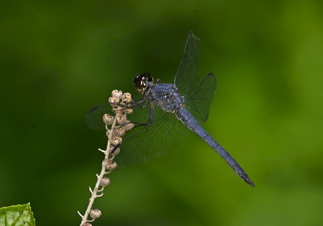 Libellula incesta Libellulidae