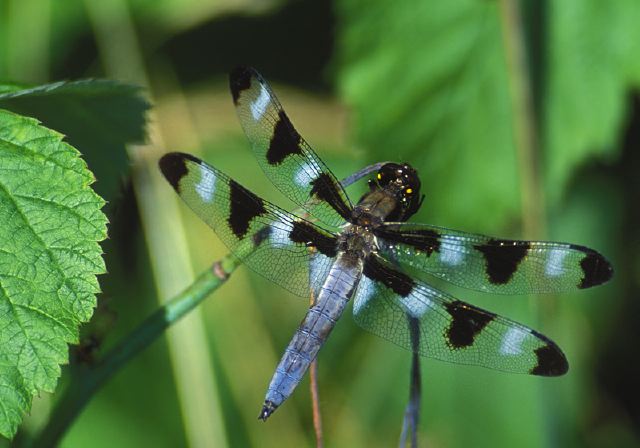 Libellula pulchella Libellulidae