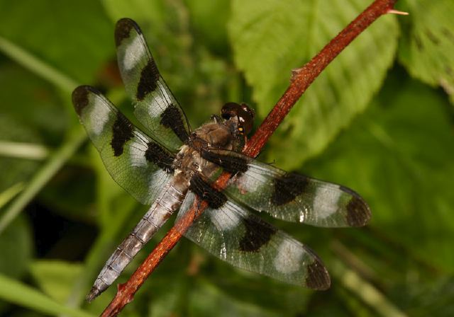 Libellula pulchella Libellulidae