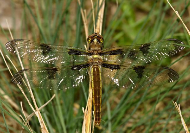 Libellula pulchella Libellulidae